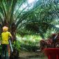 PT Austindo Nusantara Jaya Tbk. (ANJ)