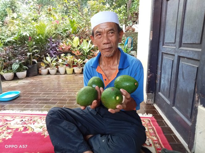 
 H.Muhyin Potensi Petani Alpukat Di Wilayah Cipedak